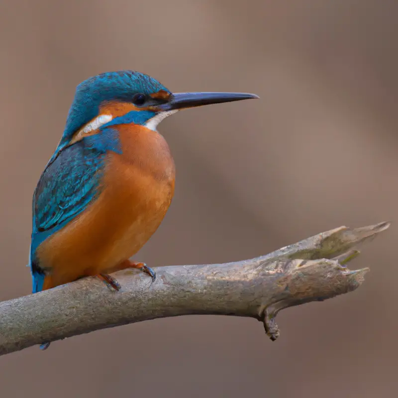 Stolzer Eisvogel