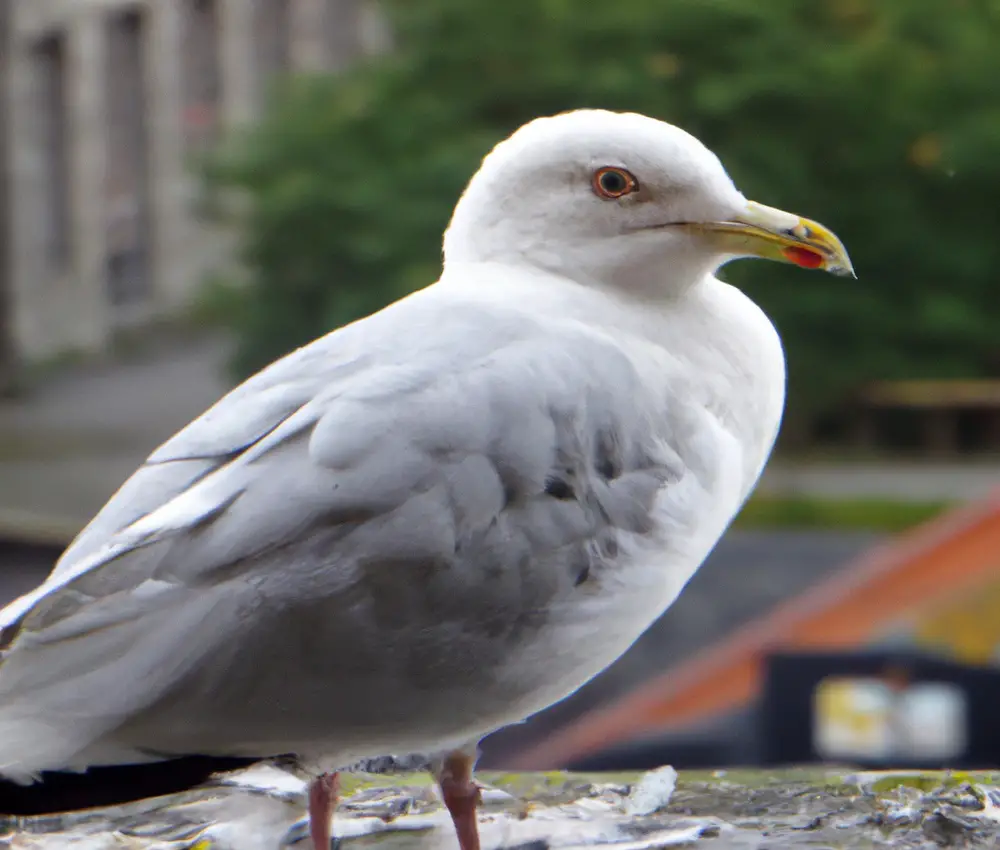 Blaessralle Verteidigung Sturmmöwen