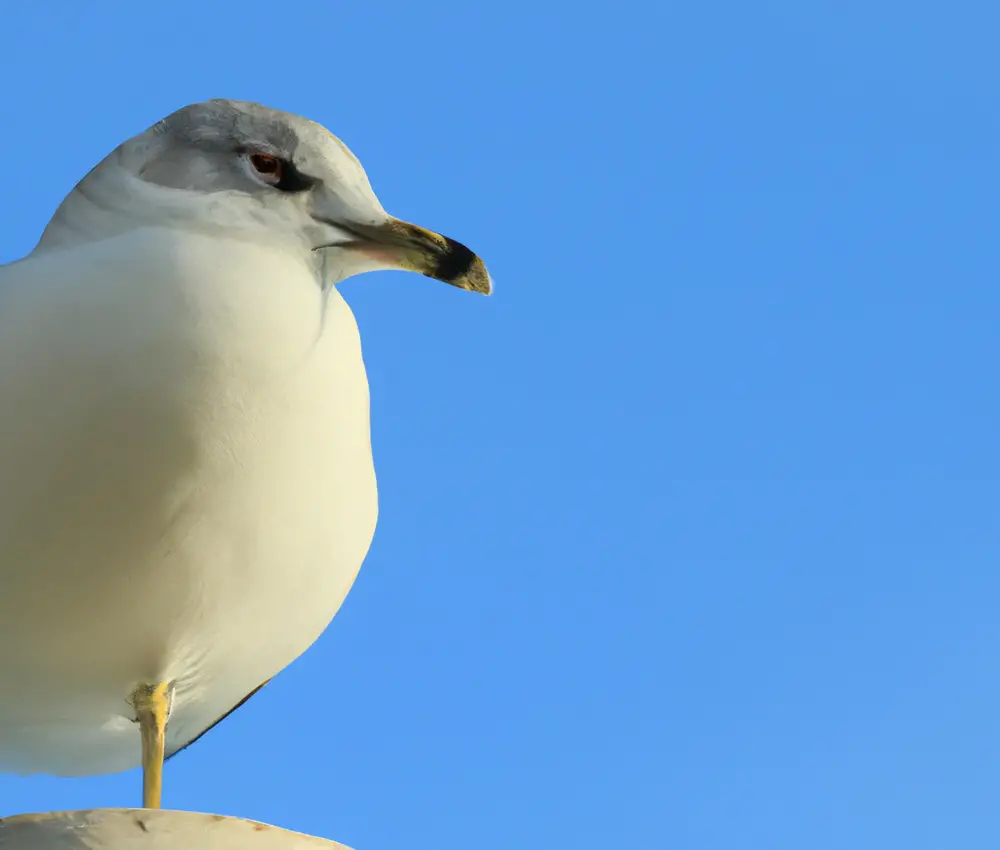 Blaessralle Verteidigung Sturmmöwen