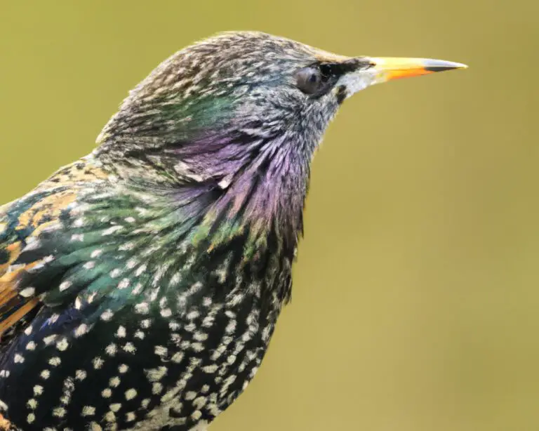 Blauschwarze Federpracht