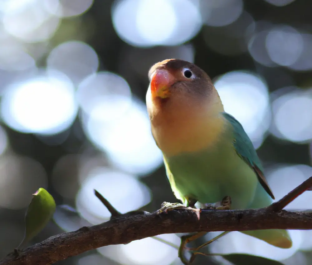 Bunte Vogelschwärme.