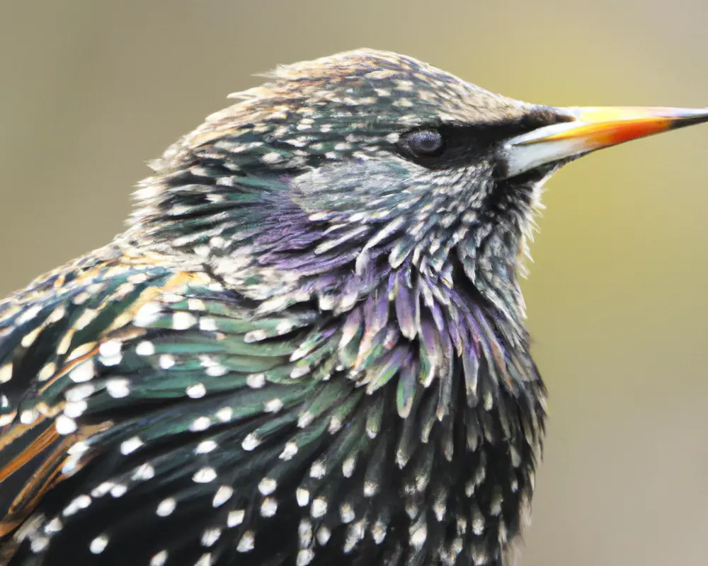 Europäischer Star in Nest