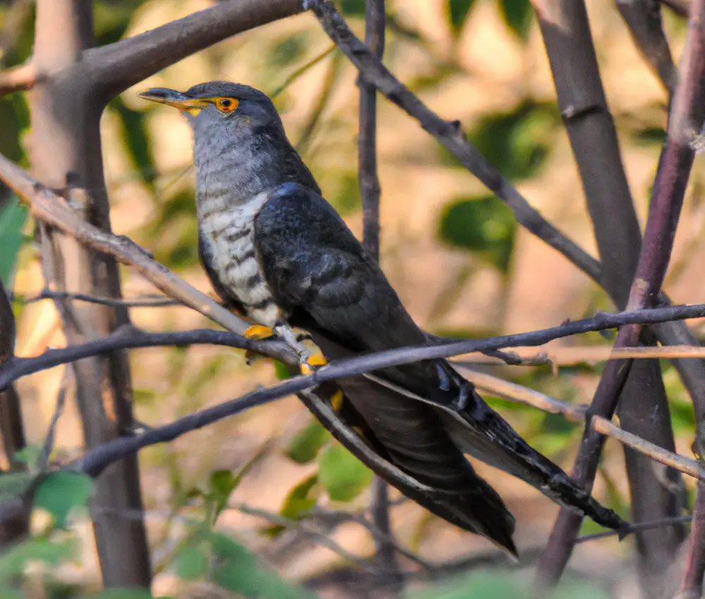 Exotische Vogelkäfig