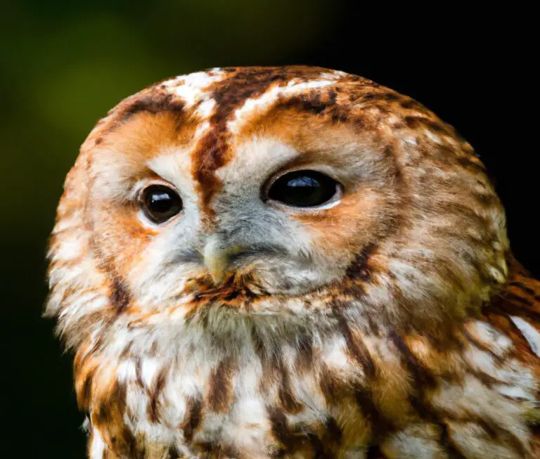 Fliegender Waldkauz