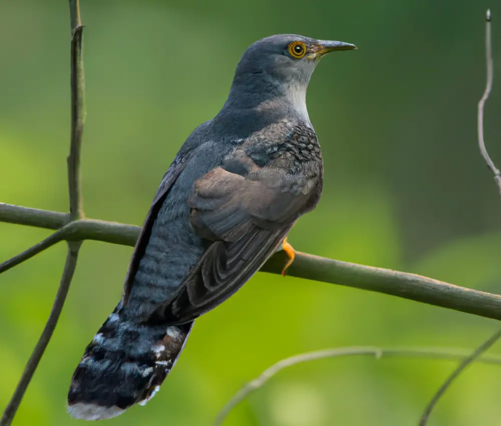 Futterbedarf von Kuckucksjungvögeln.