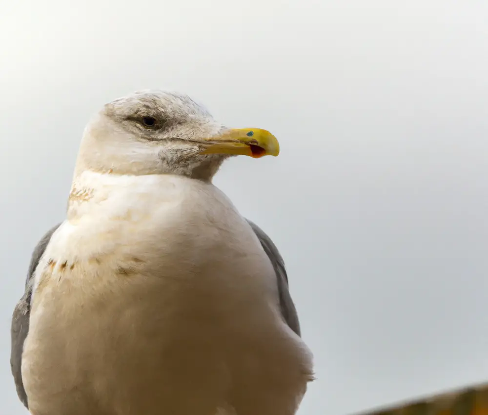 Grau gefiederte Möwe in voller Flug.