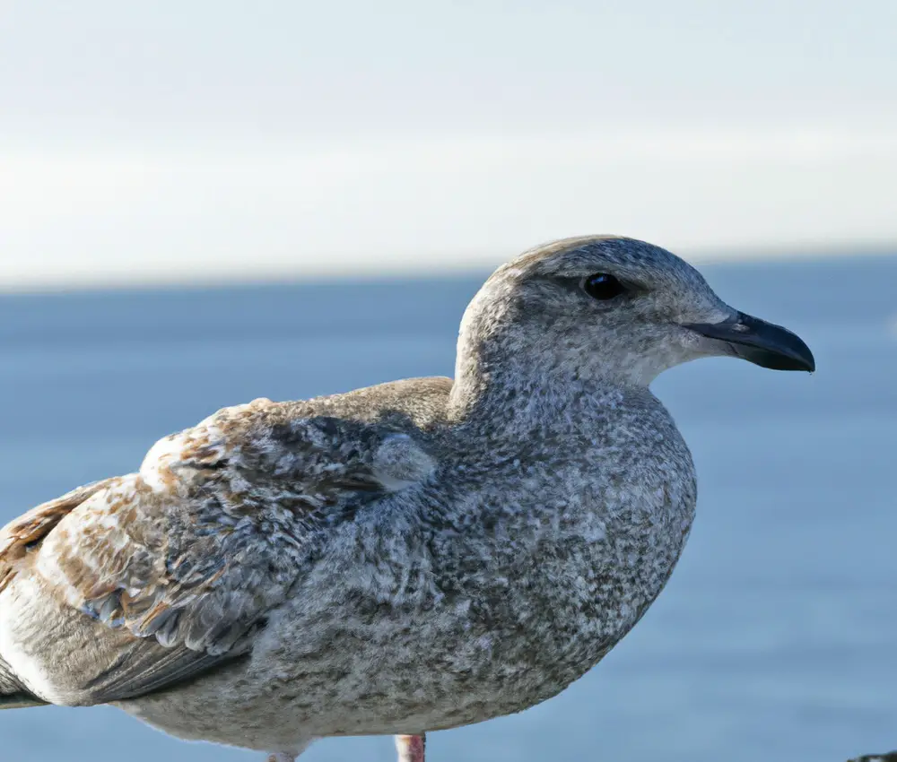 Graue Vögel fliegen