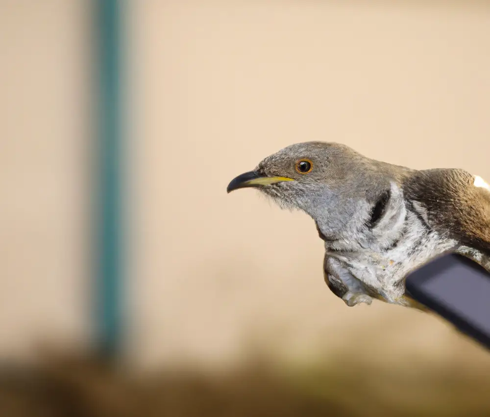 Hauptvögel im Ökosystem