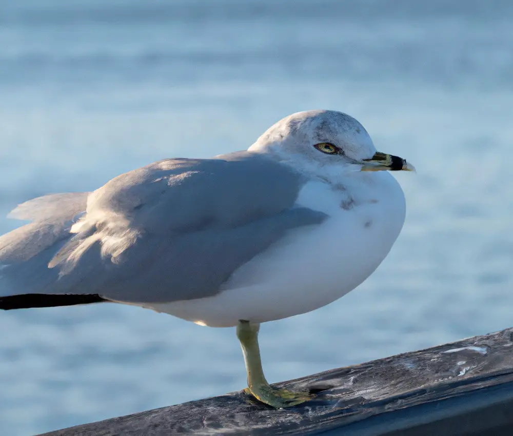 Hungry storm seagulls