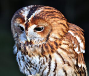 Jungvogel im Nest