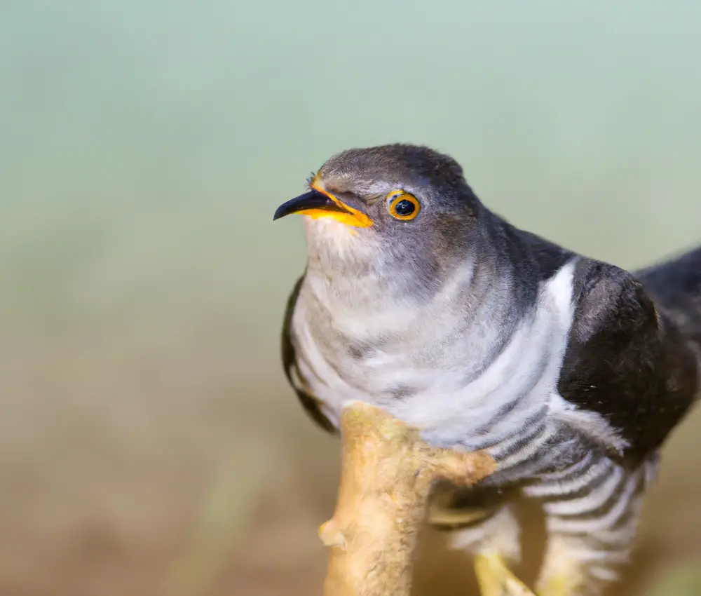 Kuckuck-Küken im Nest.