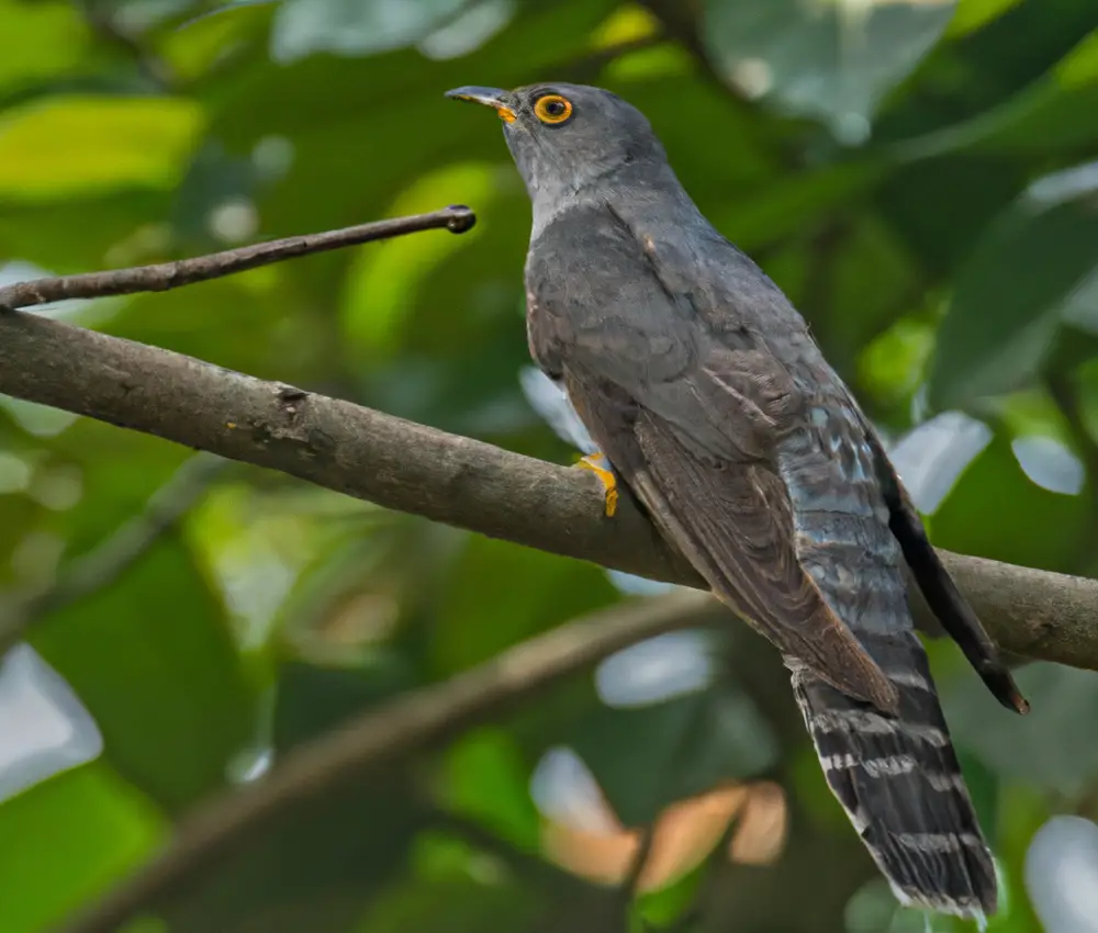 Kuckuck-Küken in Nest