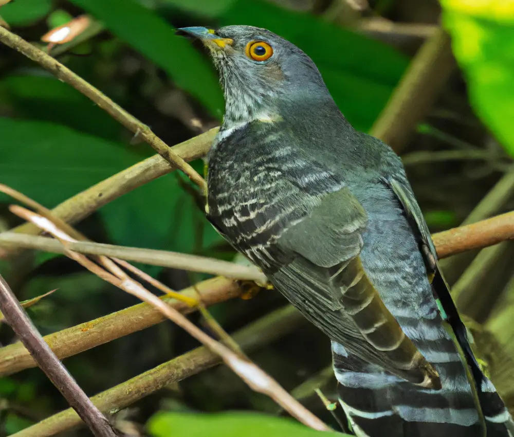 Wie Beeinflussen Kuckucke Das Überleben Ihrer Wirtsvogelarten Vogel Entdecker 6336