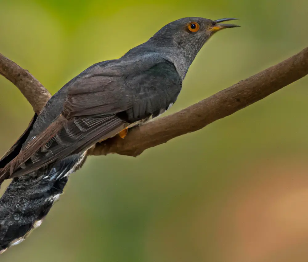 Kuckuck Zugvogel.