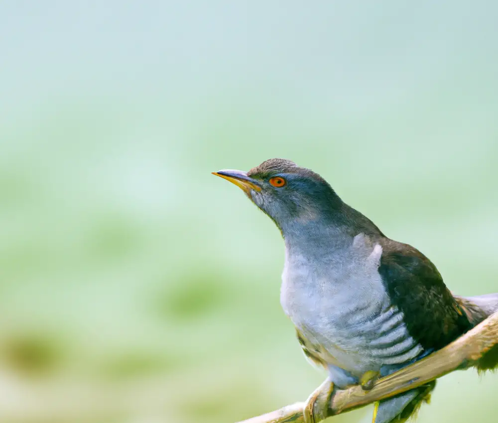 Kuckuck auf Nest