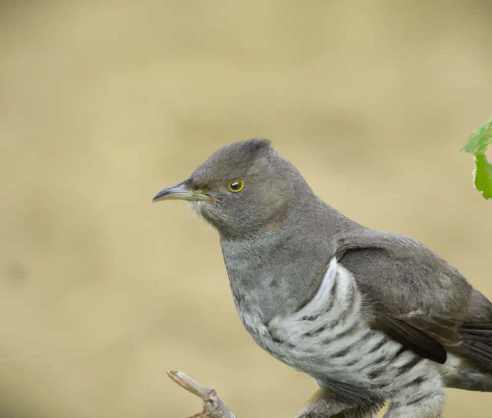 Kuckuck im Nest