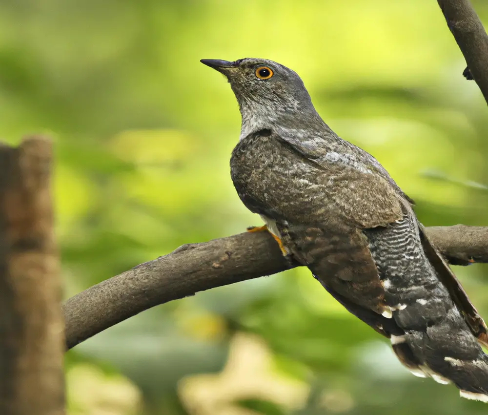 Kuckuck parasitiert (German for Cuckoo parasite)