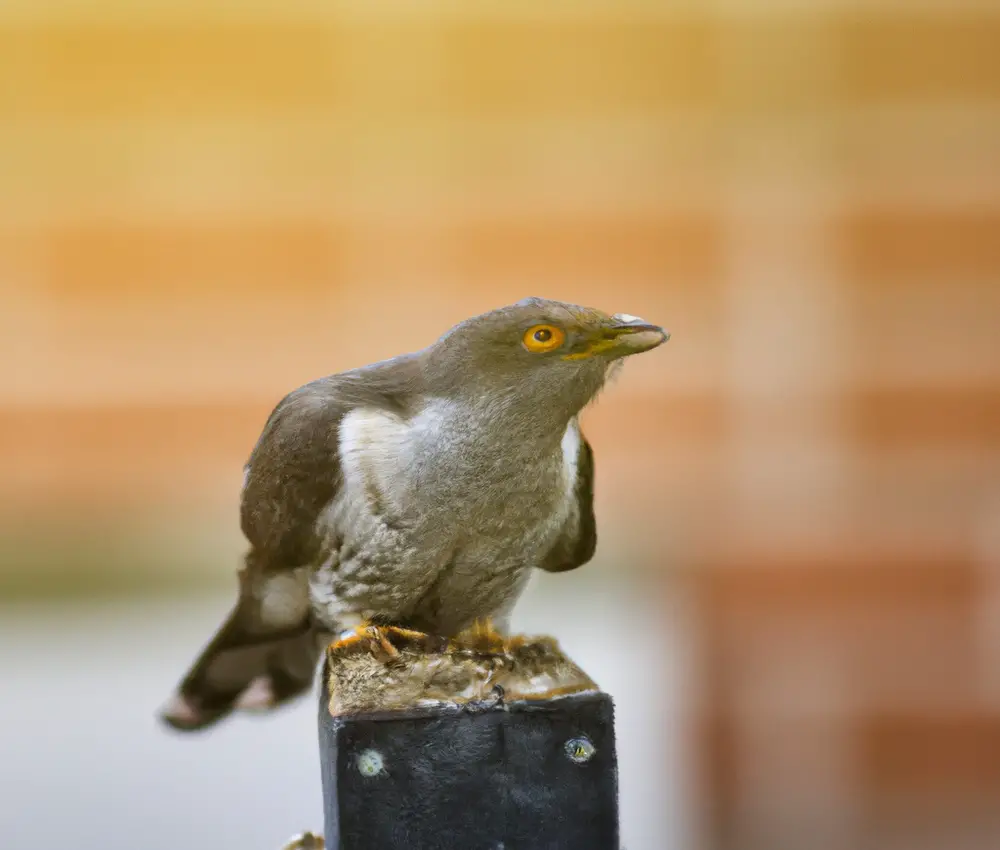 Kuckuck symbolisiert Frühling