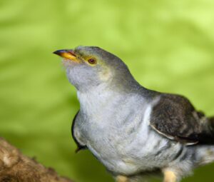 Kuckuck überdacht Nest.