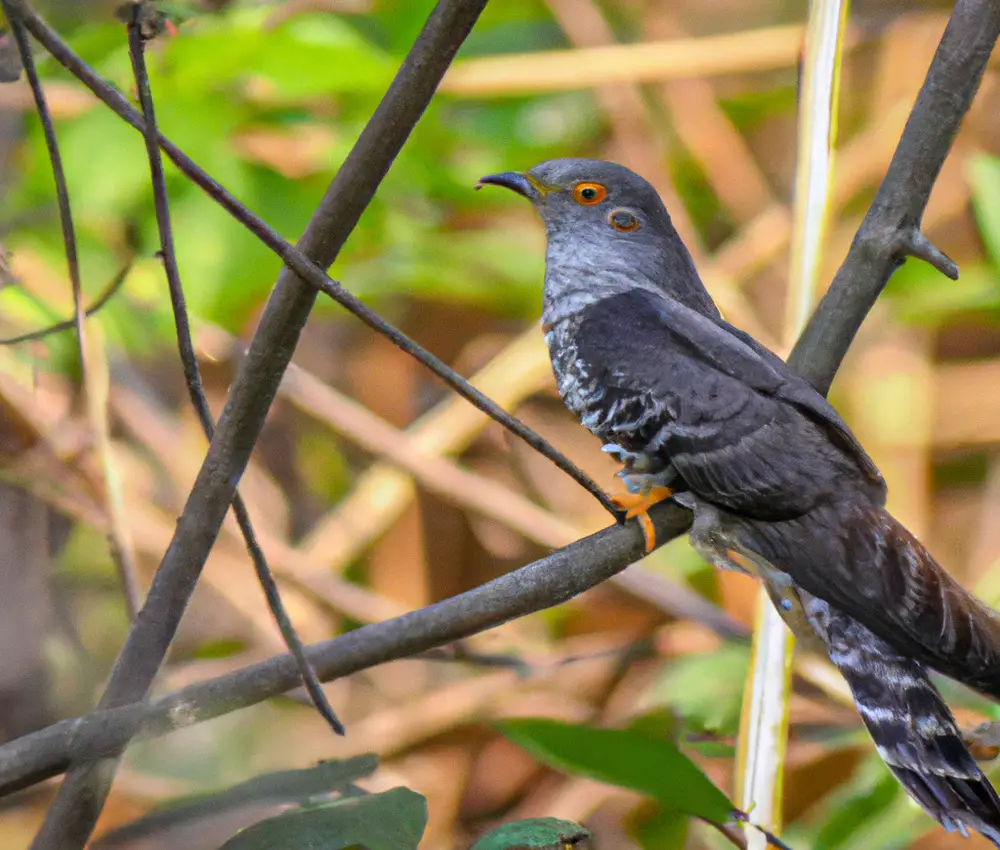 Kuckuck verkleidet sich (Cuckoo disguises itself)