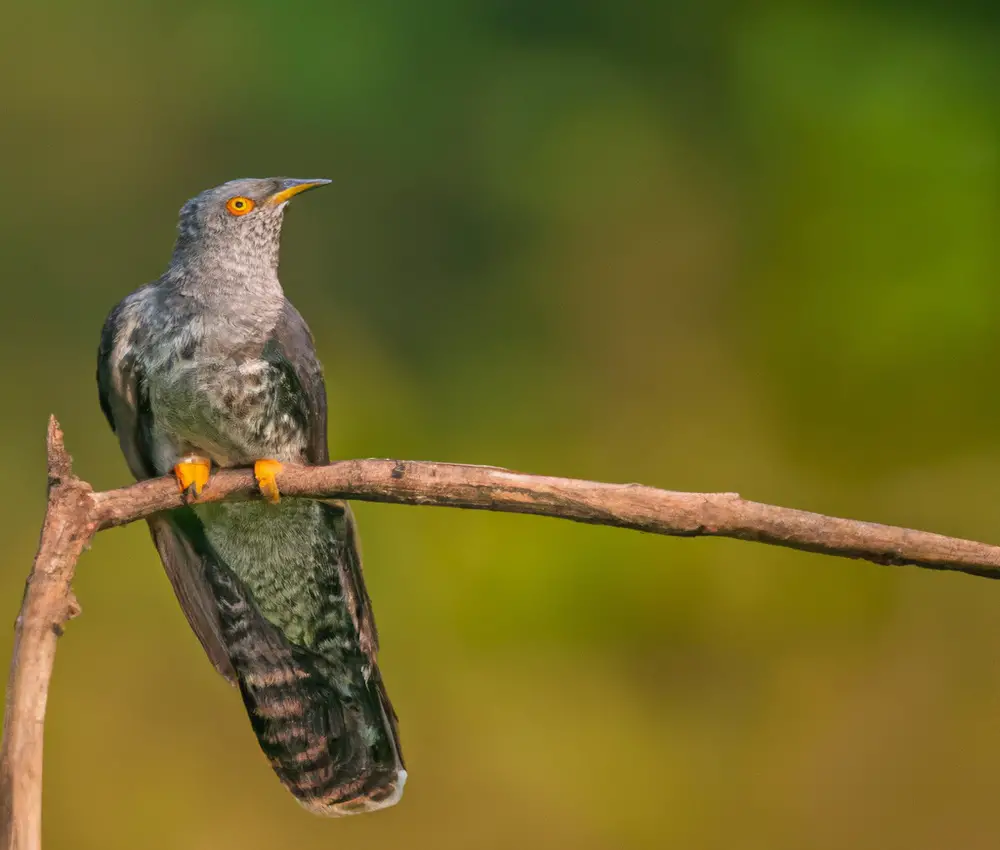 Wie Tragen Kuckucke Zur Samenverbreitung In Wäldern Bei Vogel Entdecker 9168