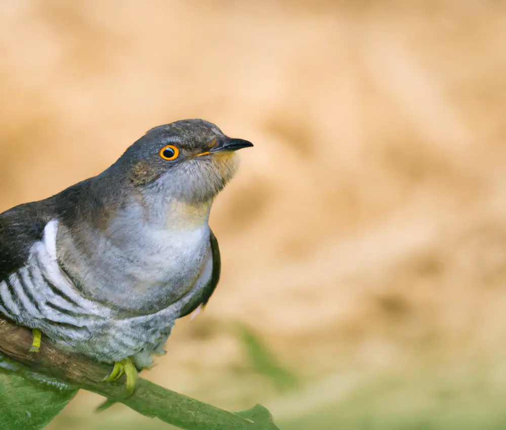 Kuckucke Brutparasiten