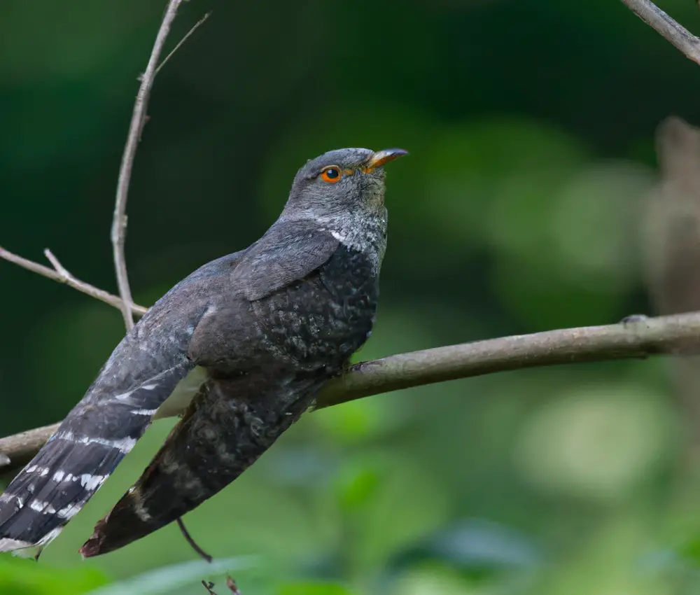 Kuckucke und Wirtsvogelarten