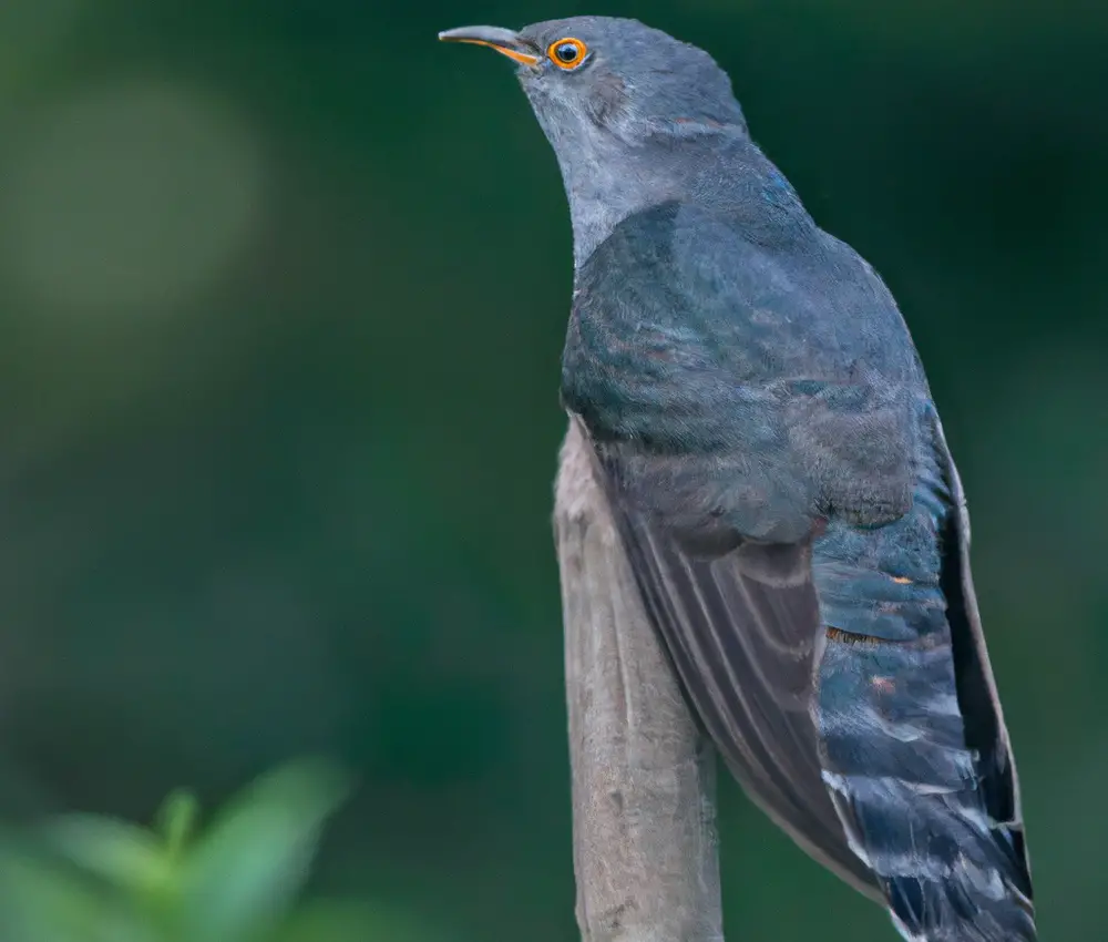 Kuckucke verbreiten Samen