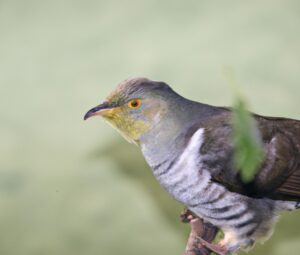 Kuckucksvogel im Nest.