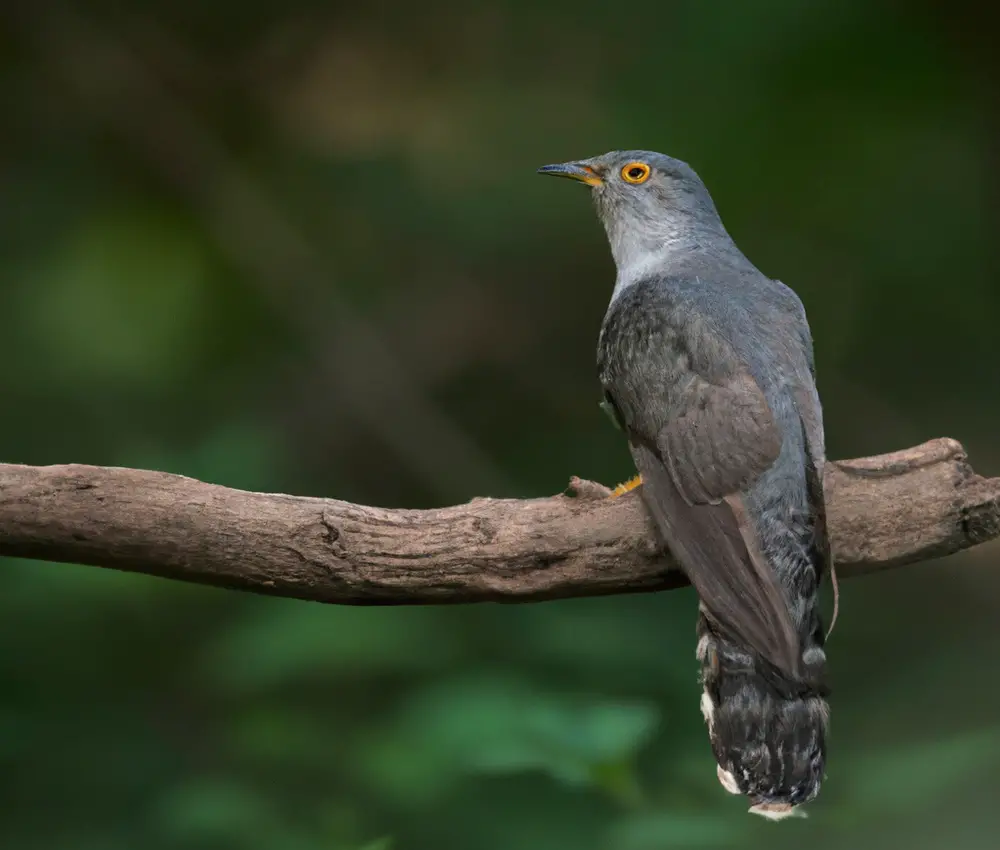 Kuckucksvogel
ALT text: parasitic cuckoo bird