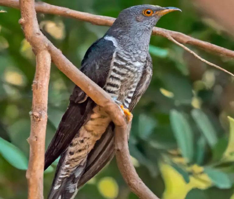 Kuckuckvogel-Pfauenartige.