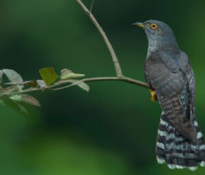 Nestparasiten Beeinflussung