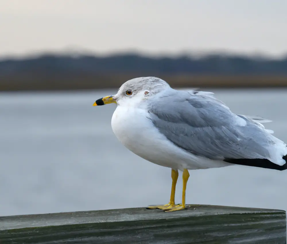 Raubvögel, Raben.