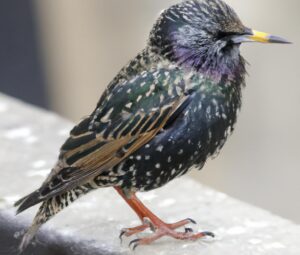 Starling flock