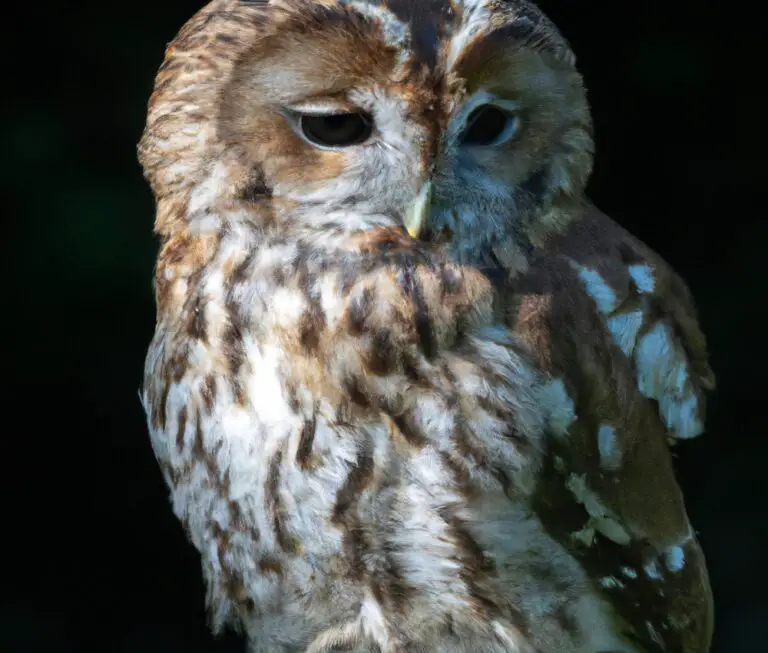 Stolzer Waldkauz