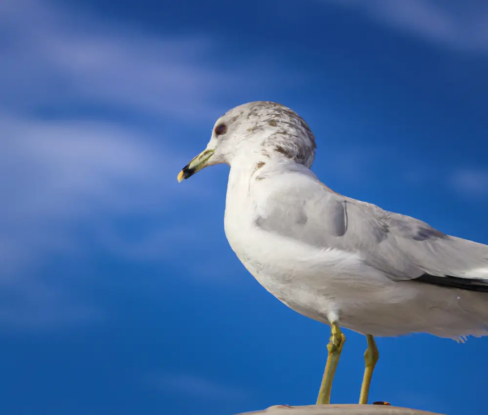 Sturmmöwe am Meer.