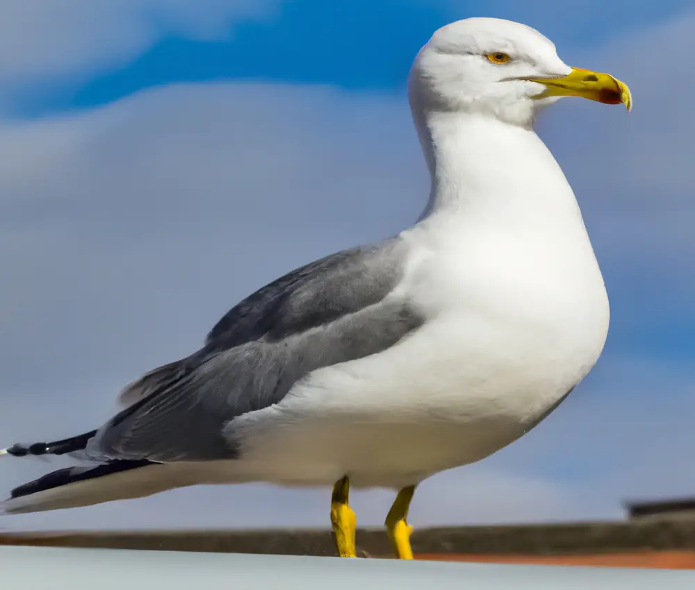 Sturmmöwe auf Müll