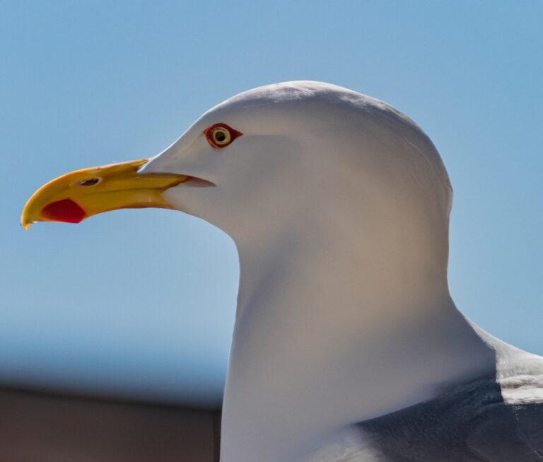 Sturmmöwe beim Beobachten (Storm gull observing)