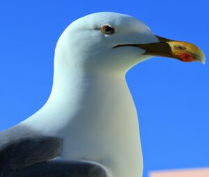 Sturmmöwe beobachtet Wasservögel.