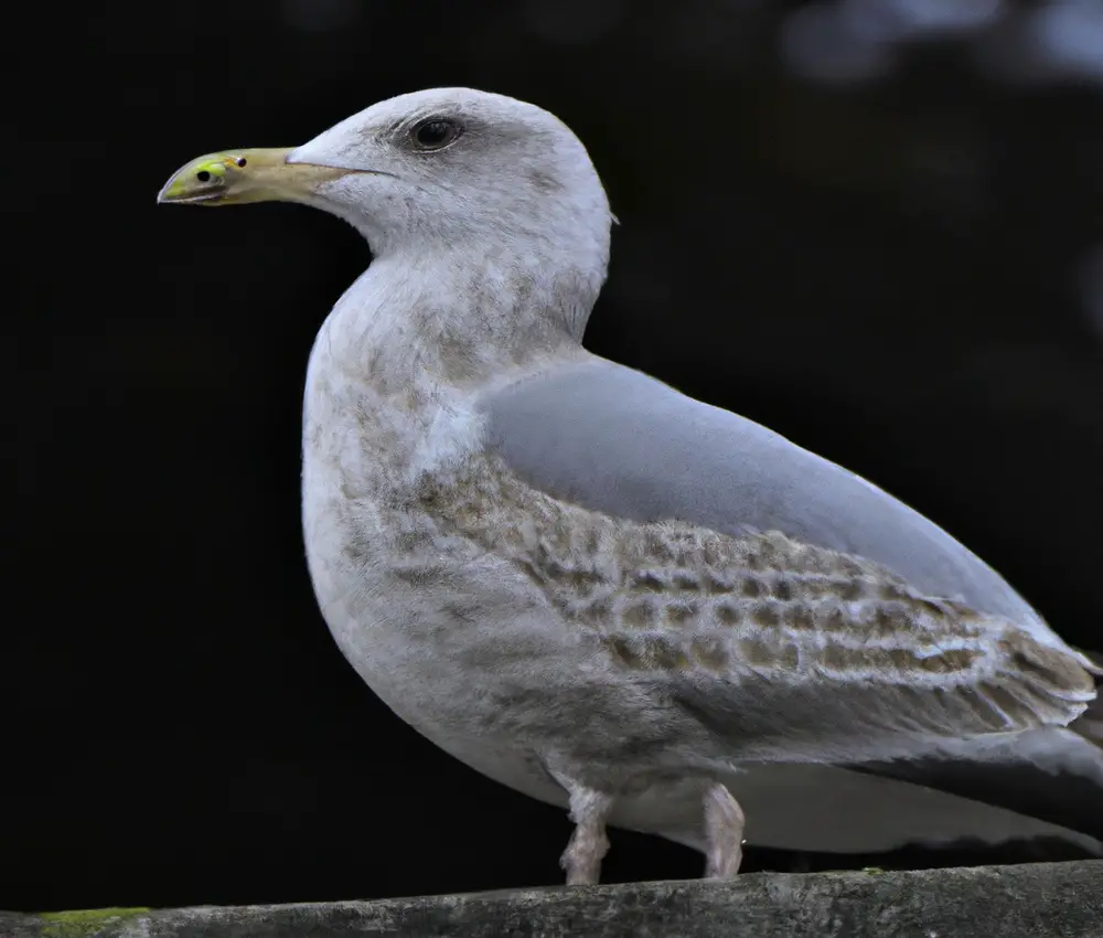 Sturmmöwe fliegend.