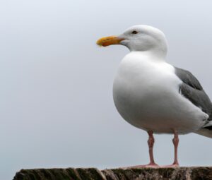 Sturmmöwe fliegend.