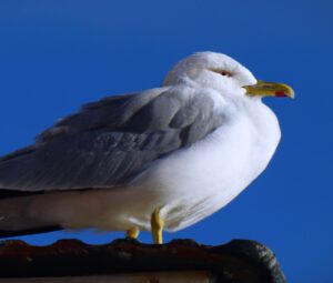 Sturmmöwe fliegt