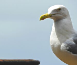 Sturmmöwe fliegt