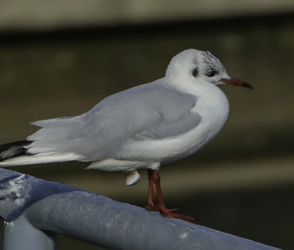 Sturmmöwe fliegt