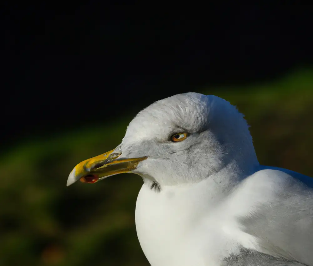 Sturmmöwe fliegt.