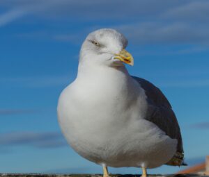 Sturmmöwe im Flug.