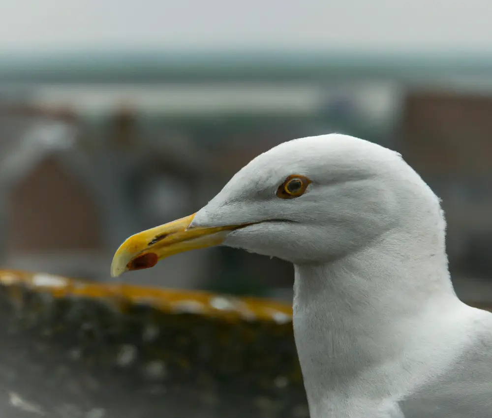 Sturmmöwe im Flug