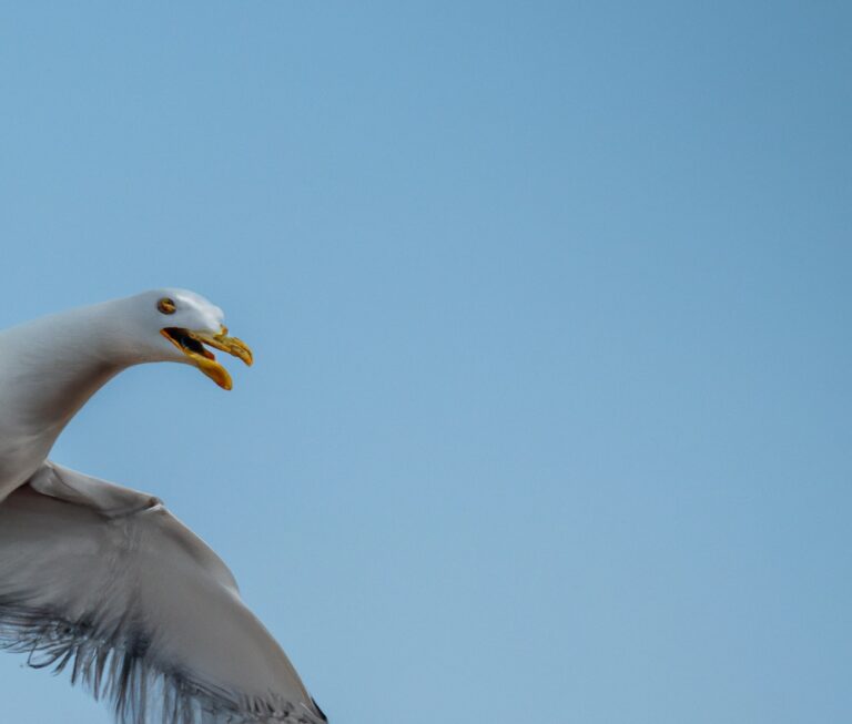 Sturmmöwe im Flug