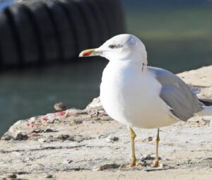 Sturmmöwe im Flug.