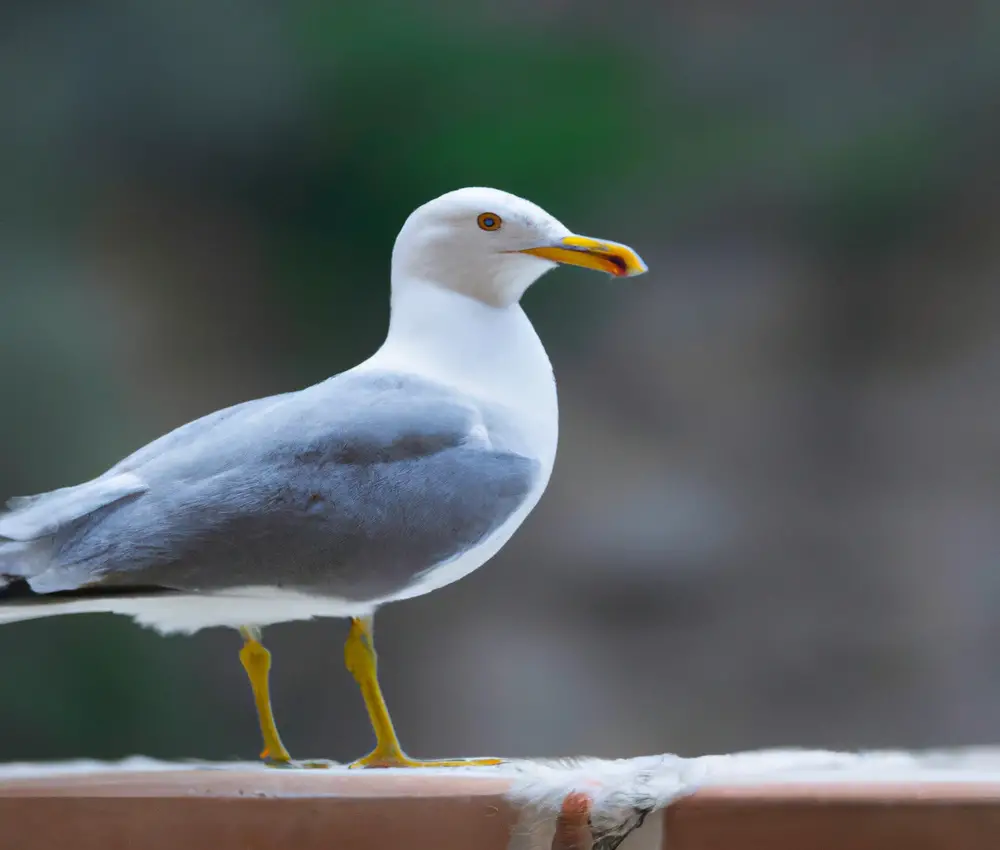 Sturmmöwe im Flug.